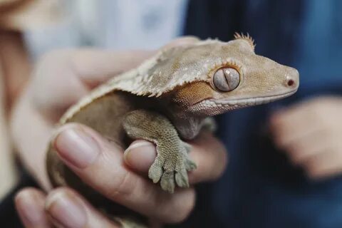 How to Care for Your Crested Gecko - Allan's Pet Center