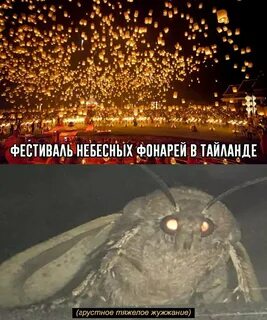6 лучших мемов про мотылька и лампу Sntch.com Яндекс Дзен