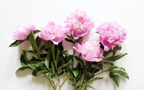 Desktop Peonies Wallpapers - Wallpaper Cave