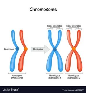 Difference between homologous chromosomes Vector Image