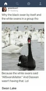 🐣 25+ Best Memes About the Black Swan the Black Swan Memes