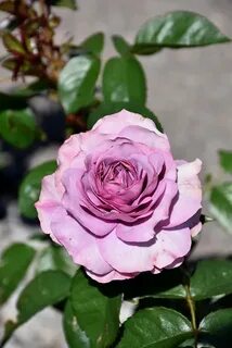 Quicksilver Arborose Rose (Rosa 'KORpucoblu') in Macomb, Mic