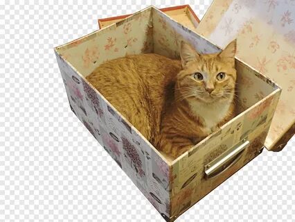 Whiskers Kitten Tabby cat, Cat in box png PNGBarn