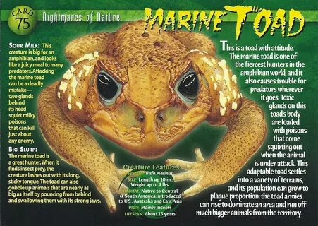Pin by Emma on Weird and Wild Creatures - Nightmares of Nature Marine toad, Anim