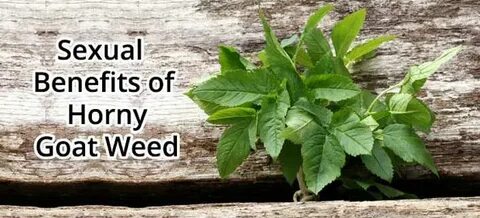 5 Health Benefits of Horny Goat Weed for Sexual Dysfunction