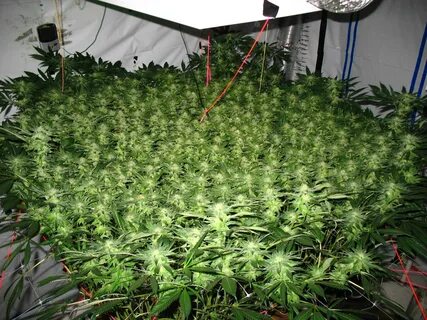 GWE How to Produce a Ton of Weed with Only 1-4 Plants 🌳 🥰 🌳