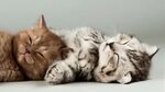 Фото котят Кошки лежачие 2 сон Лапы животное Серый фон 2560x
