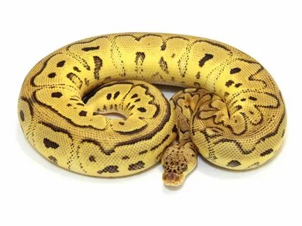 Pastel Clown Ball Python Adult