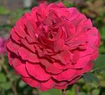 Саженцы розы бельвью купить в Москве по цене от 690 рублей