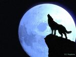 10 Latest Images Of Wolves Howling At The Moon FULL HD 1080p