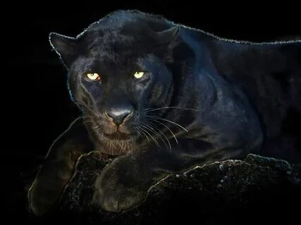 Desktop HD Wallpapers Free Downloads: Angry Black panther hd