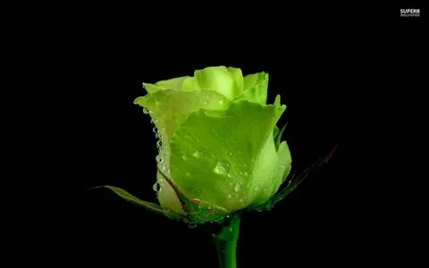 Green Rose Flower Wallpaper - Фото база