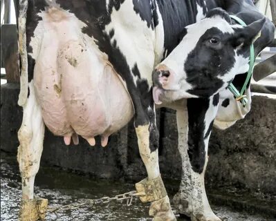 Why Milk Is A Feminist Issue Feminist issues, Dairy cows, Da