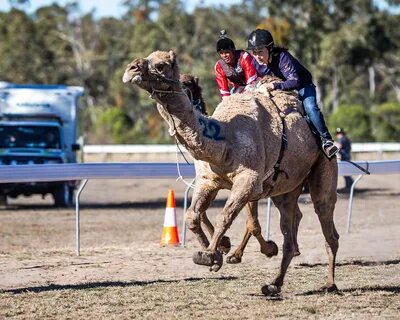 Visitor Information - Tara Festival of Culture & Camel Races