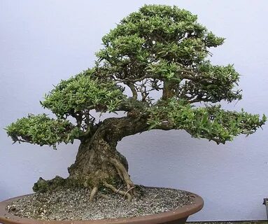 Seaside Garden Club Presents All About Bonsai February 11th 