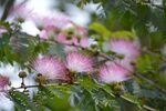 Calliandra surinaemensis - Pink Powder Puff - Freund Floweri