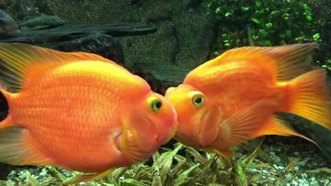 Kissing Fish - YouTube