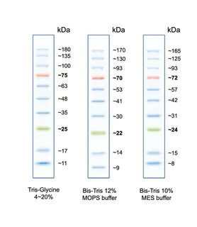 RGB Prestained Protein Ladder, 02101-250 AccuRuler - Maestro