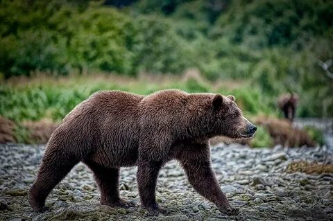 Grizzly Bear Walking Photograph by Jason Lanier Fine Art Ame
