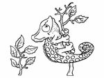 Chameleon coloring pages - Free coloring pages WONDER DAY - 