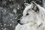 wolf, Animals, Nature, Snow, White Wallpapers HD / Desktop a