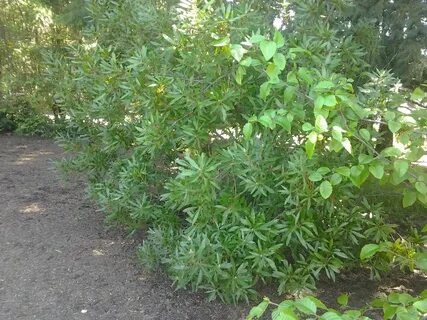 Pacific Wax Myrtle, Morella californica Native Plants PNW