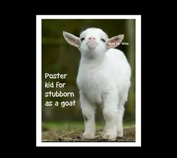 Funny goat Memes