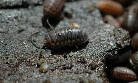 Pill Bugs: Good Bugs Or Bad? They Might Be Both! - Epic Gard