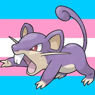 Every Pokémon is Trans в Твиттере: "Rattata is trans.