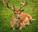 Wallpaper ID: 226847 / deer reindeer antler and car hd 4k wa