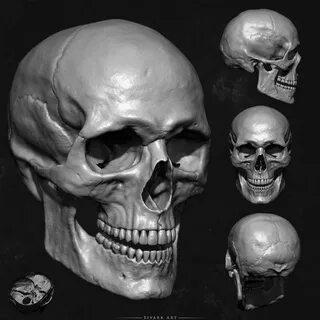 Human Skull Skull reference, Skull model, Skull