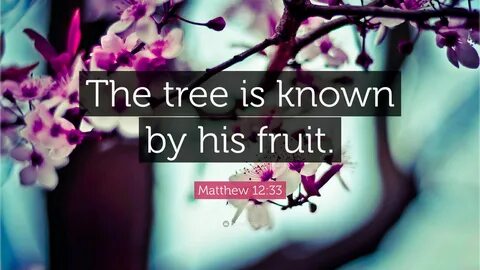 Мэтью плод дерева - Информация