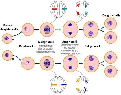 meiosis 1 vs meiosis 2 venn diagram - Besko