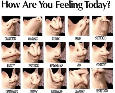 how are you feeling.