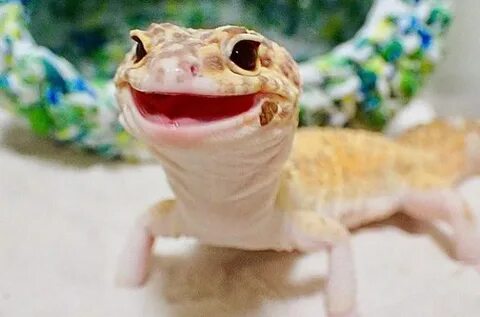 Leopard Gecko Smile: Why They Smile (Explained) - Pet Spruce