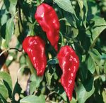 Pepper Ghost - 50sds - T&T Seeds
