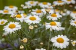 Glade of white daisies in summer free image download