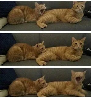 Poor Papi!! 💋 👨 🏻 ♥ ️♥ Stupid cat, Funny cat memes, Funny cats