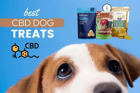 Best Dog CBD Treats & Chews: Top Brands 2022 - Reviews & Top