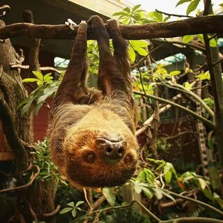 Dreaming of Having a Sleepover With a Sloth? Here's Your Cha