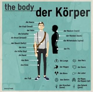 "Der Körper" - Duolingo German language learning, German phr