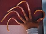 Unwieldy Long Fingernails on Women (34 pics) - Izismile.com