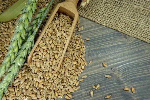 Wheat Seeds Spilling From Wooden Scoop On Jute Stock Image -
