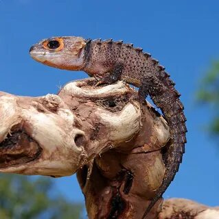 File:Red-Eyed Crocodile Skink.jpg - Wikimedia Commons