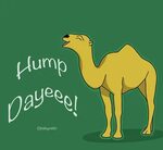 30+ Best Hump Day Camel Memes - AhSeeit