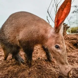 Aardvark: wutheringkites - ЖЖ