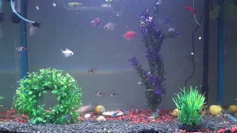 Inside My Fish Tank 18 07 2020 - YouTube