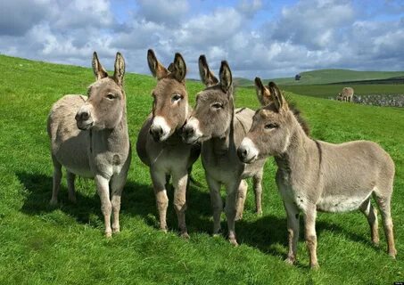 four donkeys