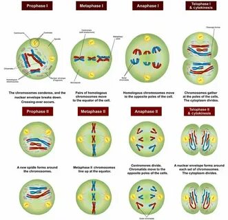 Meiosis - Definition, Stages, Function and Purpose Biology D