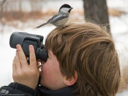 Where did that chickadee go? Sometimes what you are lookin. 